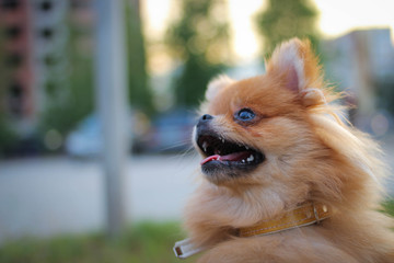 Spitz dog on the background of the summer city