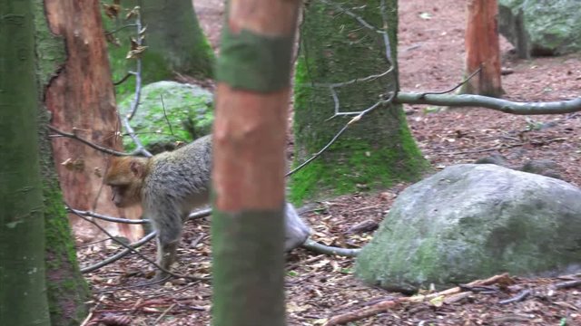Adult Barbary Monkeys in search of nutrition