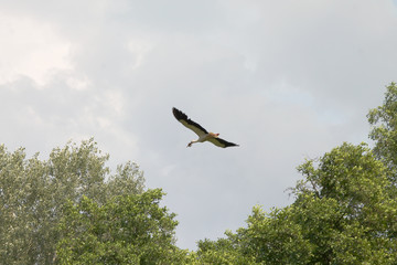 bird in flight