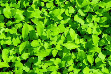 green salad arugula background texture