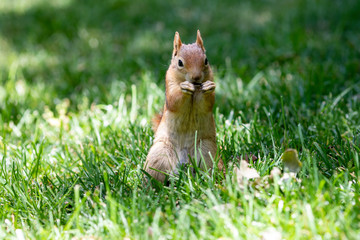 Squirrel