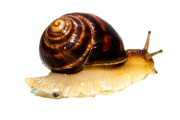 snail isolated on white background