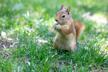 Squirrel