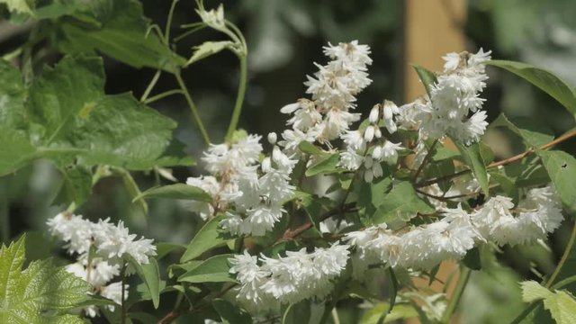 Branche fleurie d'une plante de jardin