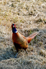 freilebender Fasan im bayerischen Wald 