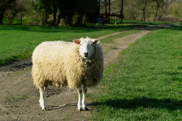 Fototapeta premium Adult sheep stands in the middle of a farm track in a grassy field