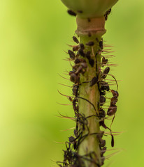 Macro shot of a plant stalk that has been attacked by aphids (Aphidoidea). Between the aphids an ant (Formicidae) can be seen.