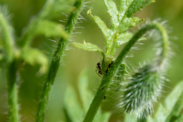 Photo of a plant stalk infected by aphids (Aphidoidea). Between the aphids an ant (Formicidae) can...