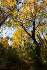 colorful autumn forest