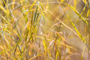 Yellow autumn blades of grass close up.
