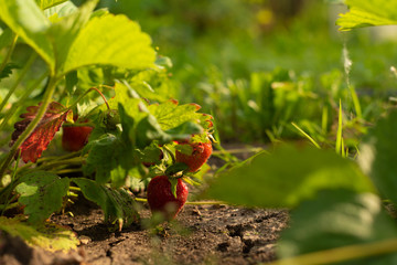 Strawberry bush in growth at garden. Sunset light. Ripe berries and foliage. Fruit production. Smart agriculture, farm, technology concept.