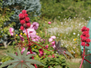  Ricin commun (Ricinus communis) cultivé comme plante ornementale