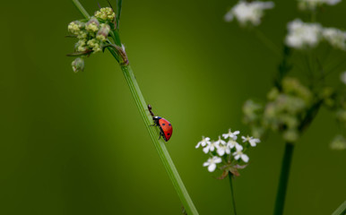 Marienkäfer auf Schafgarbe Blüte , Glücksbringer auf weißer Blüte 