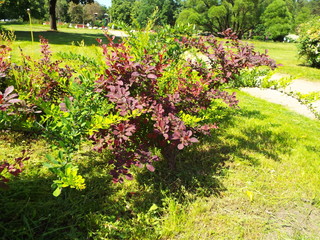 Fototapeta na wymiar shrub in the city Park