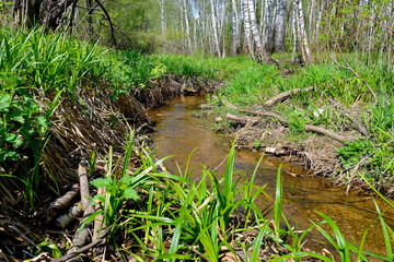 Summer landscape with forest stream.