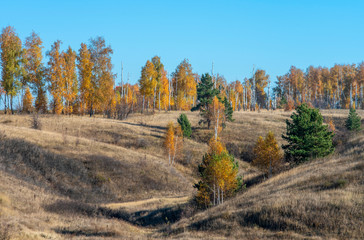 Fototapeta premium Autumn landscape, birches with bright orange leaves next to green pines against a blue cloudless sky.