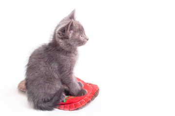A little gray kitten sits in a red slipper.