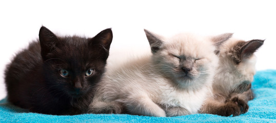 Three little kittens on a blue plaid, black and white Thai