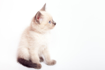 Thai kitten with blue eyes sits and looks left, white background.