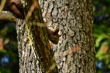 freilebendes Baby Eichhörnchen im Wald 
