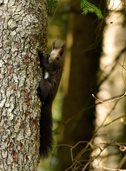 freilebendes eichh&ouml;rnchen im wald - nature 