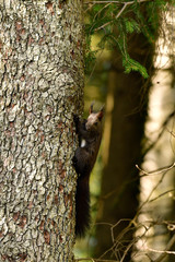 freilebendes eichhörnchen im wald - nature 