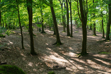 Wooded forest trees backlit by sunlight