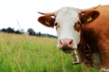 Hübsches Simmentaler Rind mit Hörner und Glocke auf der Weide. Simmentaler Kuh beim grasen
