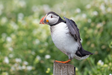 Little cute puffin standing alone