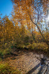 Autumn maple with crumbling leaves against the blue sky