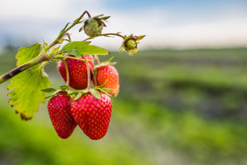 Strawberry field on fruit farm. Fresh ripe organic strawberry