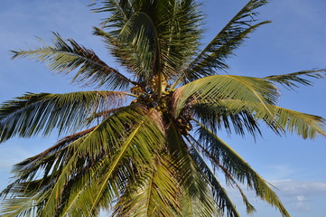 coqueiro coqueiral nordeste praia