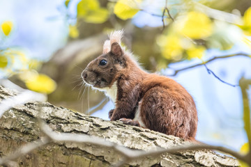 eichhörnchen