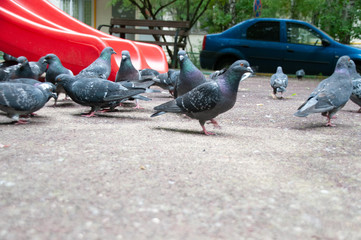 Голуби гуляют на детской площадке, сзади видна часть красной детской горки и синего автомобиля, фото с нижней точки