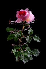 Pink rose entwined with barbed wire on a black background.