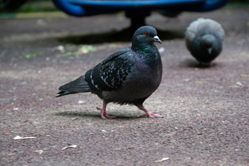 Голубь городской на фоне асфальта и с другими голубями на заднем фоне с близкого расстояния, вид справа