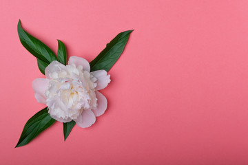 Fototapeta premium A white peony flower on a pink background.