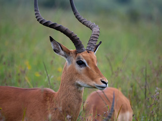 Impala in Nairobi National Park, Kenya