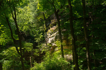 Canyon walls through the trees