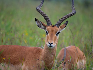 Impala in Nairobi National Park, Kenya