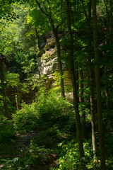 Canyon walls through the trees