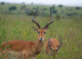 Naklejka na ściany i meble Impala in Nairobi National Park, Kenya