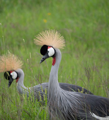 The Crested Crane (Grey Crowned Crane) in Amboseli National Park, Kenya
