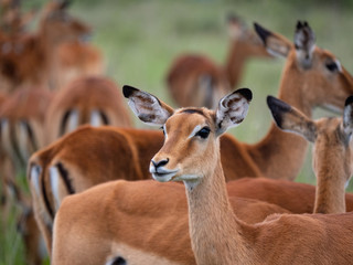 Impala in Nairobi National Park, Kenya