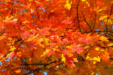 Autumn forest landscape on a sunny day with oak leaves background. Orange and red autumn leaves background. Sunny day, warm weather.
