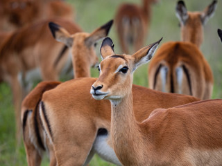 Impala in Nairobi National Park, Kenya