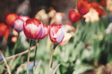 Fototapeta na wymiar red tulips in the garden