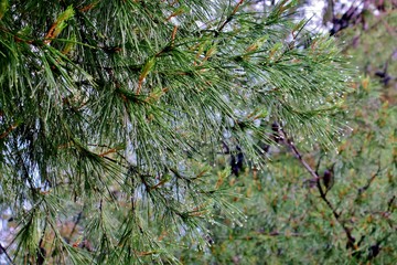 spruce green branch with cones and water drops after rain