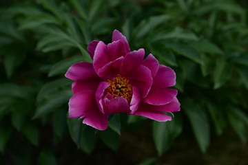   flower in the garden