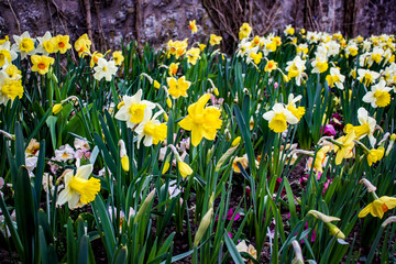 Fototapeta premium Field of Yellow and White Daffodil Flowers Blooming in Spring in the Village of Grund in Luxembourg City, Luxembourg